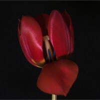 TULIP IN RED by Mark Constable