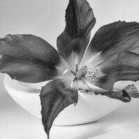 TULIP STUDY by Christine Maughan