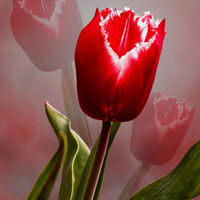 TULIP by Malcolm Sargent