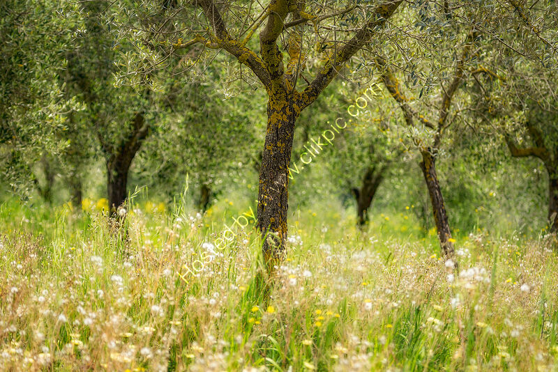 TUSCAN OLIVE GROVE by Ashley Franklin
