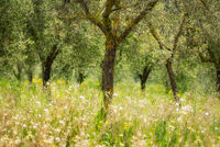 TUSCAN OLIVE GROVE by Ashley Franklin