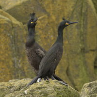 TWO'S COMPANY by Malcolm Neal