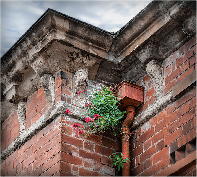 UNDER THE ROOF, WILD AND UNINVITED by Chris Greaves