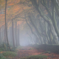 UPPER MOOR BEECH TREES
