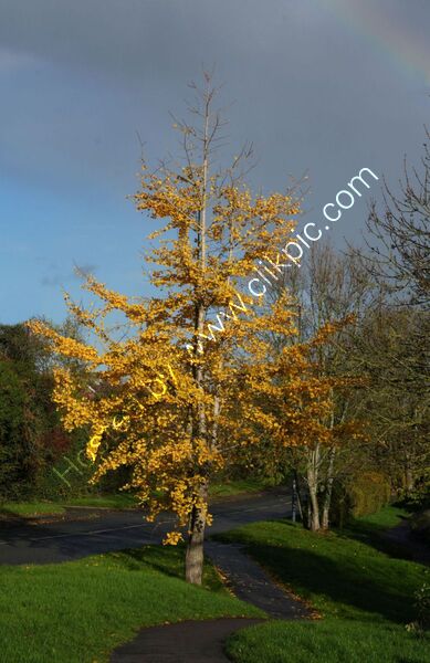 URBAN TREE by Malcolm Neal