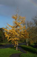 URBAN TREE by Malcolm Neal