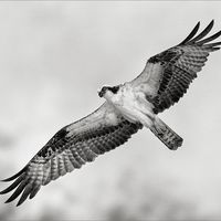VIEW TO A KILL by Jim Connolly