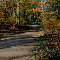 WALK IN THE WOODS by Malcolm Sargent