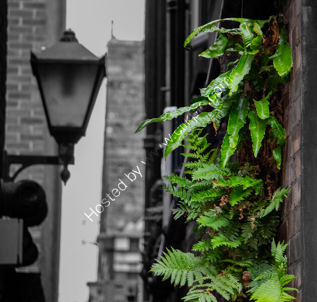 WALL FERN by Dave James