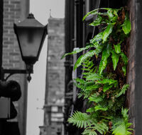 WALL FERN by Dave James