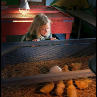 WATCHING THE CHICKS by Alan Locke