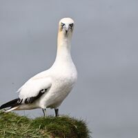 WATCHING YOU, WATCHING ME! BEMPTON CLIFFS by Sue Hubbard.