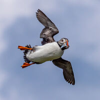 WATCH OUT- DELIVERING LUNCH by Neil Partridge