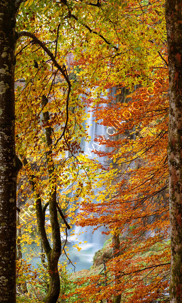 WATERFALL THROUGH THE TREES by Mark Constable