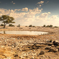 WATERHOLE by Ray Worthy