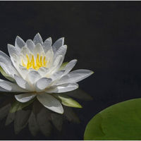 WATERLILY by Sue Swain