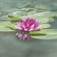 WATERLILY by Sue Swain