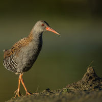 WATER RAIL by Martin Vaughan