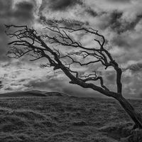 WEATHER BEATEN By Wayne Churchill