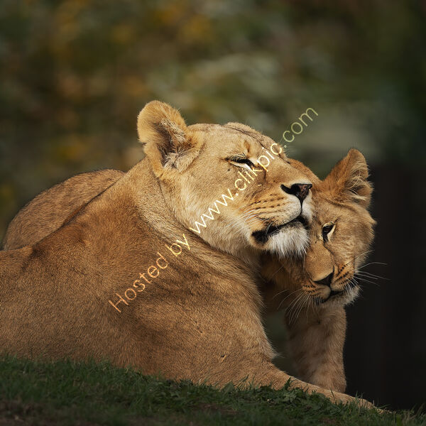 WHERE TRUST SLEEPS by Michelle Jackson