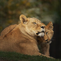 WHERE TRUST SLEEPS by Michelle Jackson