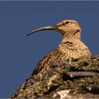 WHIMBREL by Derrick Tuplin