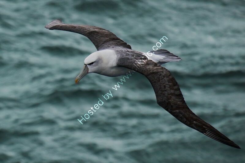 WHITE-CAPPED ALBATROSS by Ian Humphries