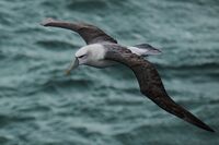 WHITE-CAPPED ALBATROSS by Ian Humphries