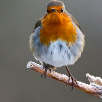 WHO ME? by Ian Humphries