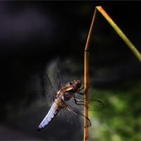 WIDE-BODIED CHASER by Jim Connolly