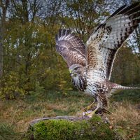 WILD BUZZARD LANDS WITH PREY by Martin Vaughan