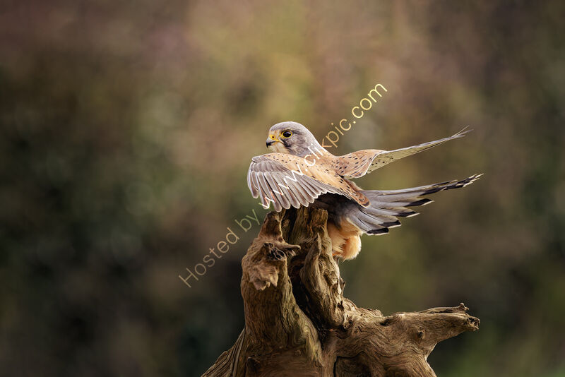 WILD KESTREL THE BALLERINA by Michelle Jackson