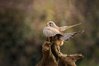 WILD KESTREL THE BALLERINA by Michelle Jackson