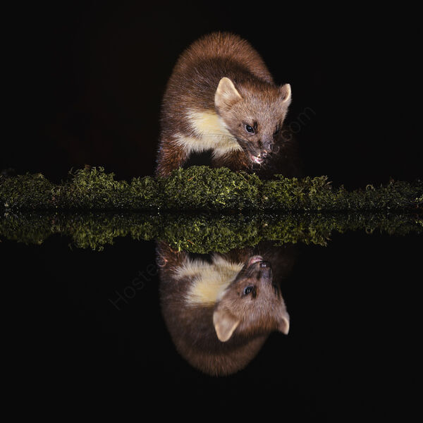 WILD PINE MARTEN REFLECTED by Michelle Jackson