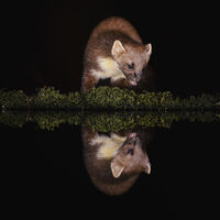 WILD PINE MARTEN REFLECTED by Michelle Jackson