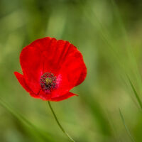 WILD POPPY by Ashley Franklin