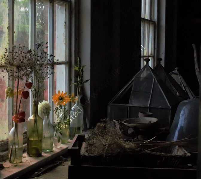 WINDOW FLOWERS by Dave James