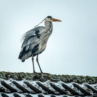 WINDSWEPT HERON by Mike Arblaster