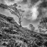 WINDSWEPT by Christine Maughan