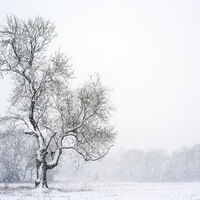 WINTERS TREE by WAYNE CHURCHILL