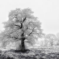 WINTER MORNING by Jim Connolly