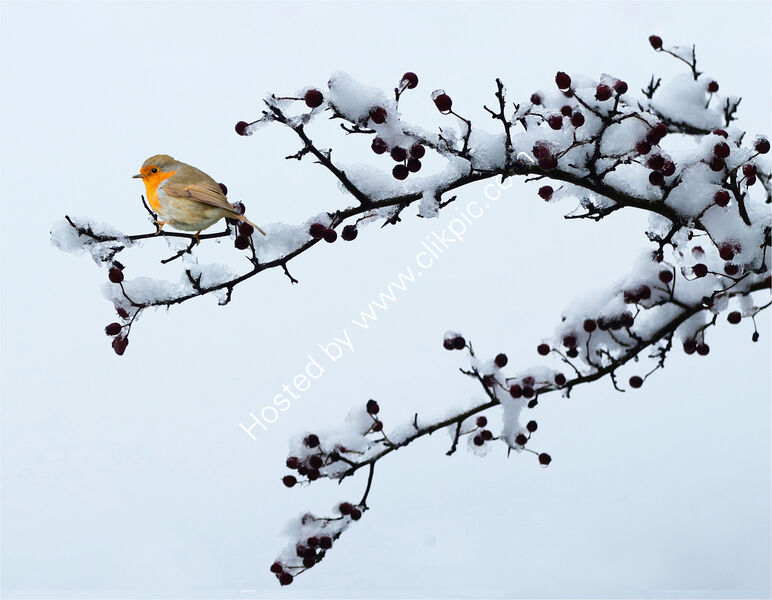 WINTER ROBIN by Sue Swain