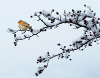 WINTER ROBIN by Sue Swain