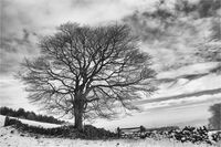 WINTER SYCAMORE by Susan Swain
