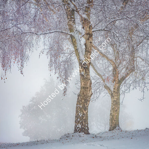 WINTER TREES by Ashley Franklin