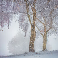 WINTER TREES by Ashley Franklin