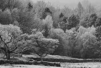 WINTER TREES by David Salt