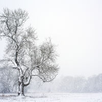 WINTER TREE By Wayne Churchill
