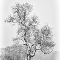 WINTER TREE by Wayne Churchill