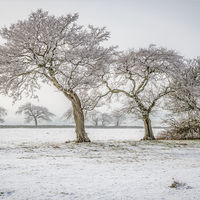 WINTER WOOD by Brenda Howard
